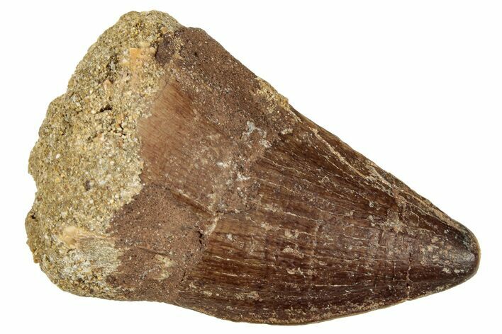 Fossil Mosasaur (Prognathodon) Tooth - Morocco #326452
